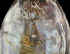 Giant Polished Petrified Wood Egg - Lbs #51660-3